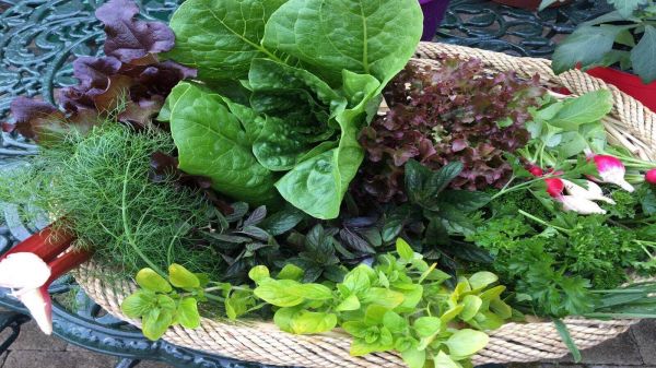 Herbs From Our Own Garden