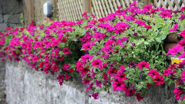 In Full Bloom at Deebert House Hotel